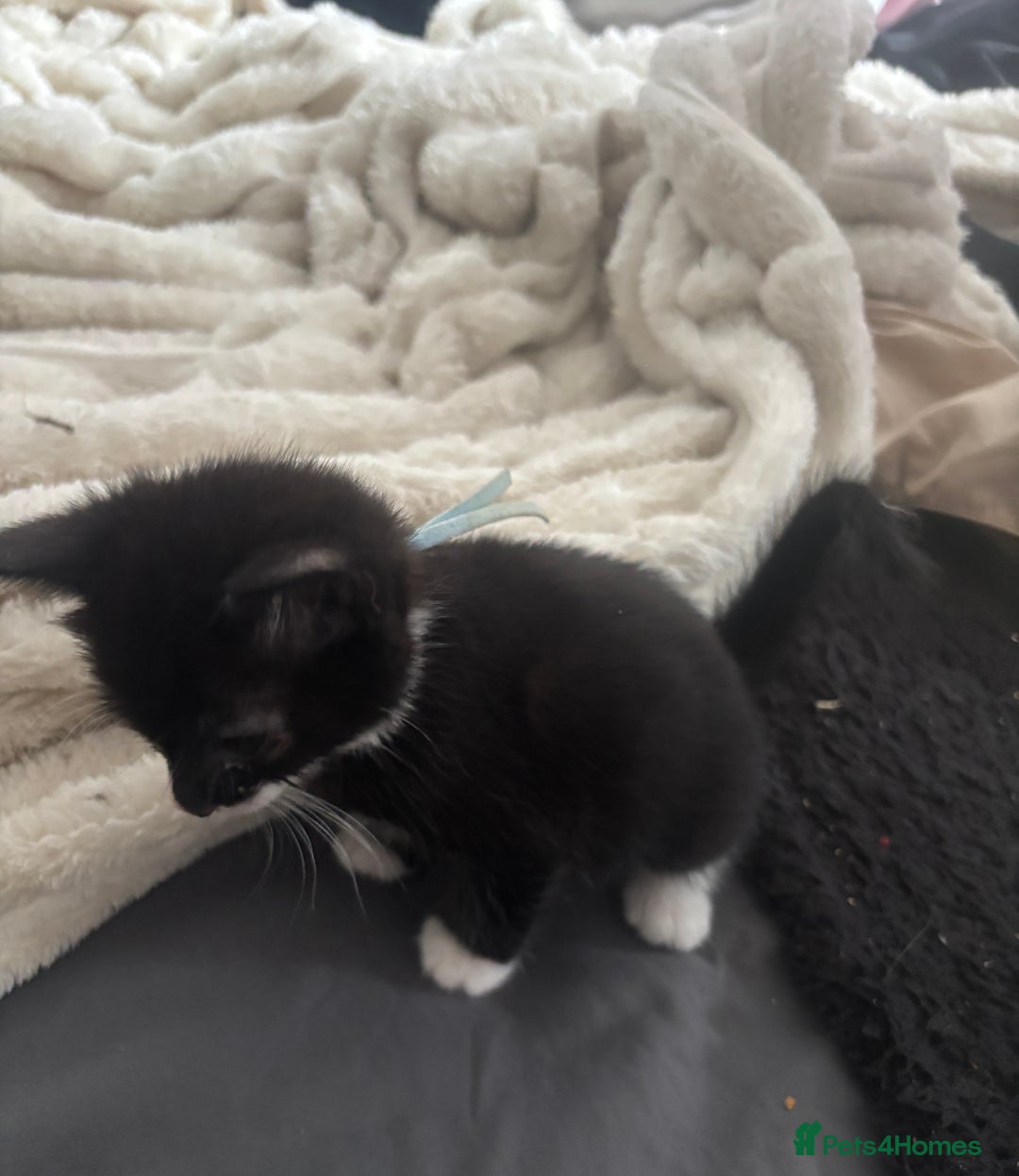 British Shorthair cats for sale: X4 male British shorthair X kittens - Image 10