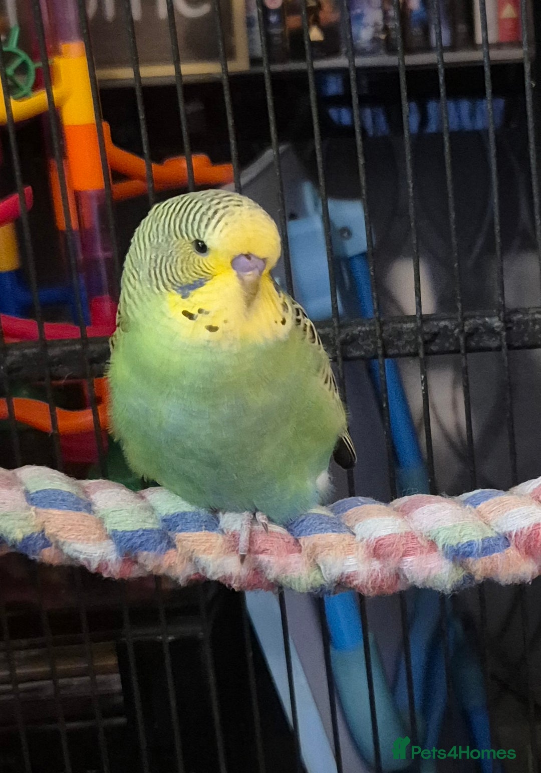 Budgerigars birds for sale: Budgies  - Image 4