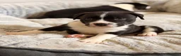 Staffordshire Bull Terrier dogs for sale: STUNNING CHUNKY STAFFY PUPPIES  - Advert 17