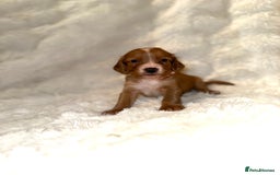 Cocker Spaniel dogs for sale: 🧡Fox Red WCS🧡 - Image 27