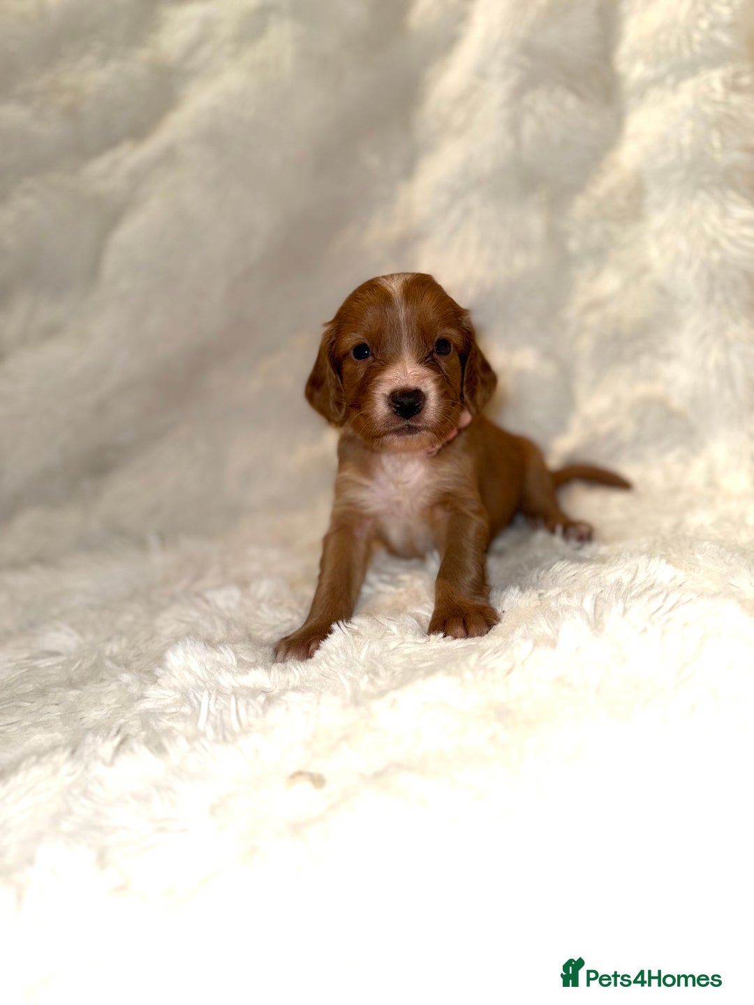 Cocker Spaniel dogs for sale: 🧡Fox Red WCS🧡 - Image 27
