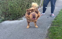 Shar Pei dogs for sale: Top quality bear coat sharpei  - Image 37