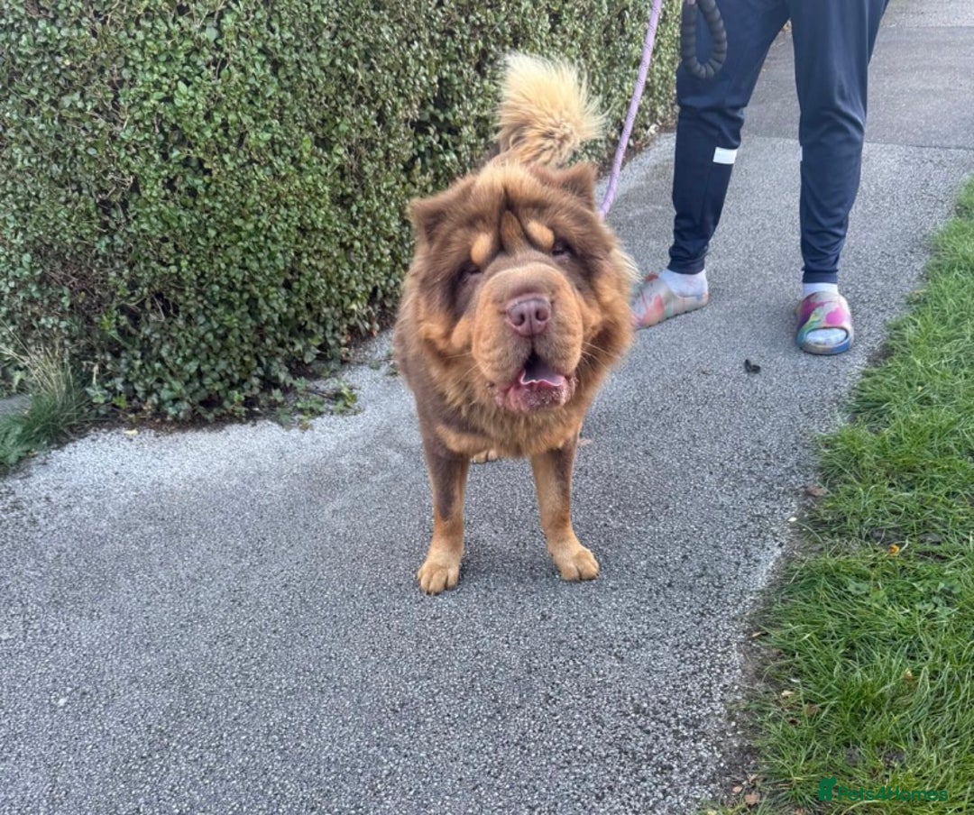 Shar Pei dogs for sale: Top quality bear coat sharpei  - Image 37