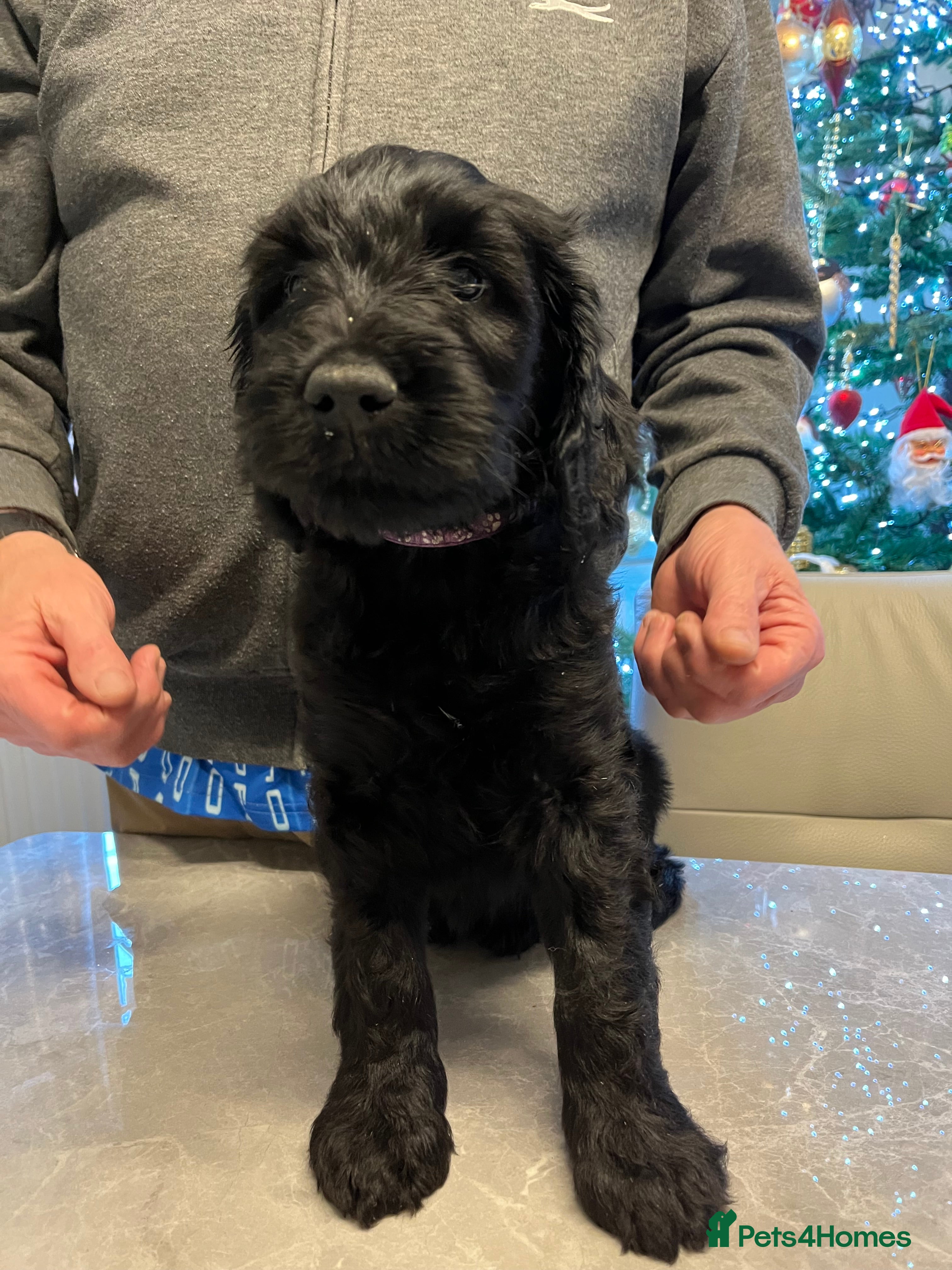 Mixed Breed dogs Beautiful Goldendoodle/Spangold Retriever Puppies - Advert 4