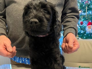 Mixed Breed dogs Beautiful Goldendoodle/Spangold Retriever Puppies - Advert 4