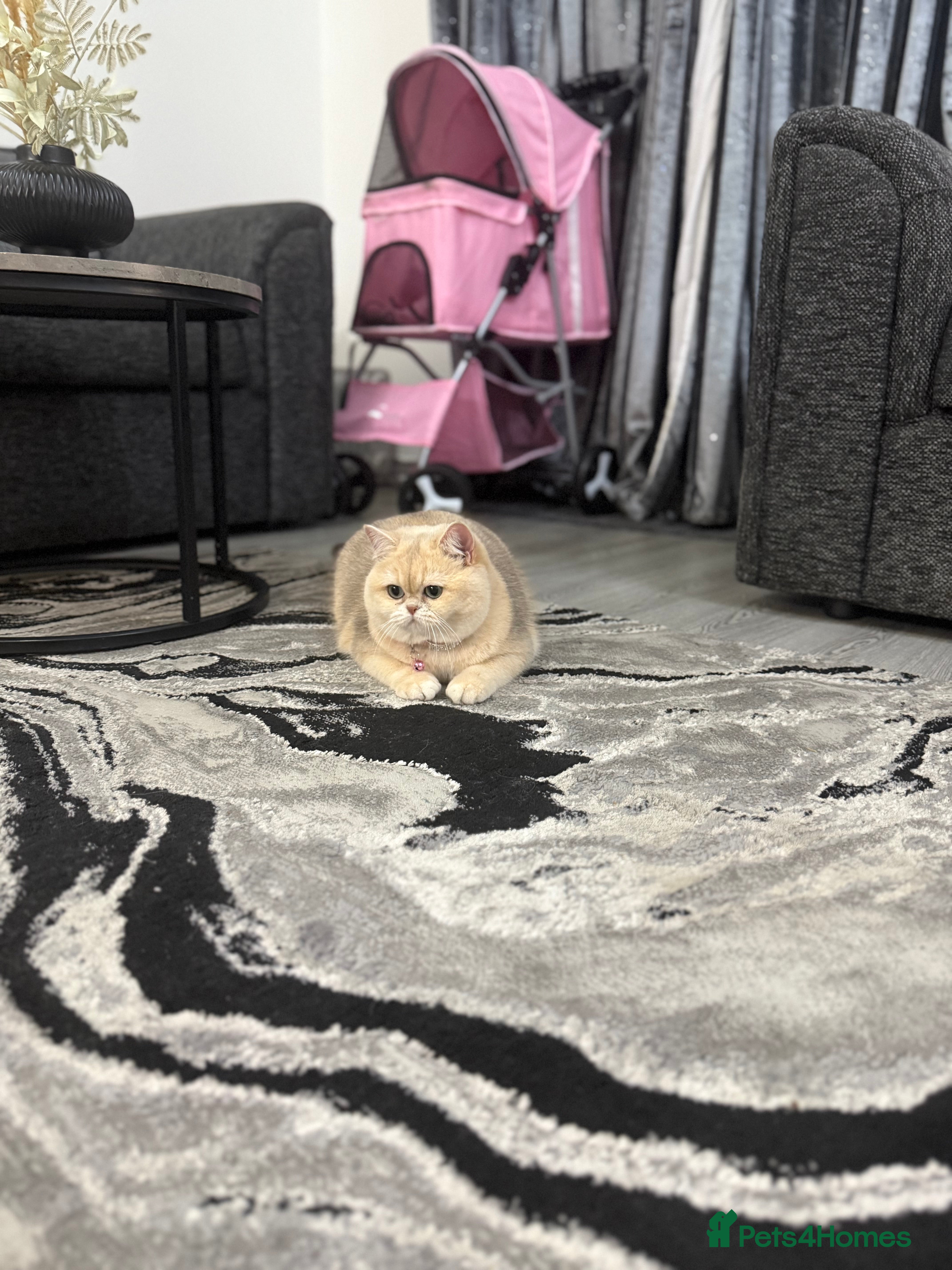 British Shorthair cats Golden Tipped British Shorthair Cat - Advert 1