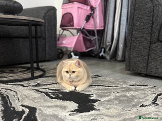 British Shorthair cats Golden Tipped British Shorthair Cat - Advert 1