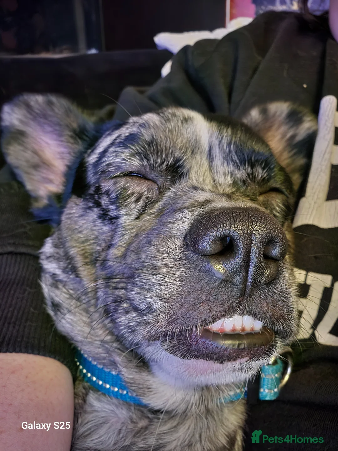 Mixed Breed dogs for sale: Stunning merle frenchie cross - Advert 1