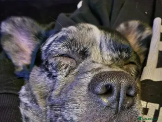 Mixed Breed dogs Stunning merle frenchie cross - Advert 8