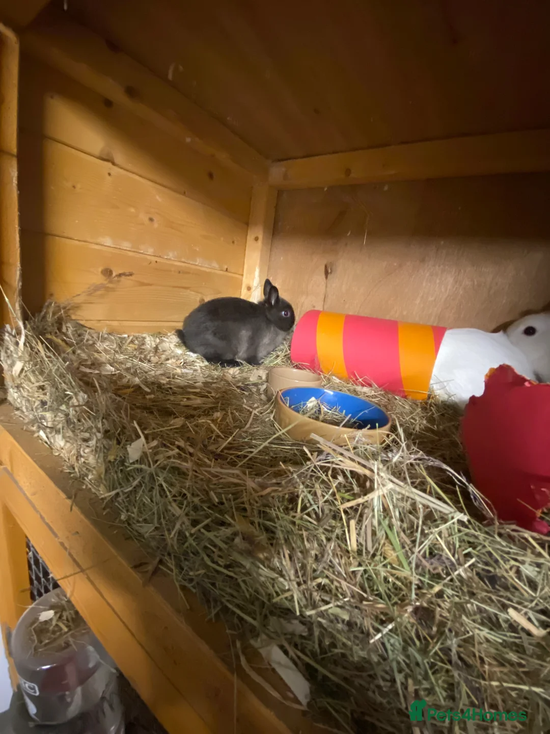 Netherland Dwarf rabbits for sale: Beautiful Netherland dwarf baby bunnies  - Advert 11