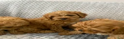 Cavapoo dogs for sale: Beautiful five Cavapoos - Advert 11