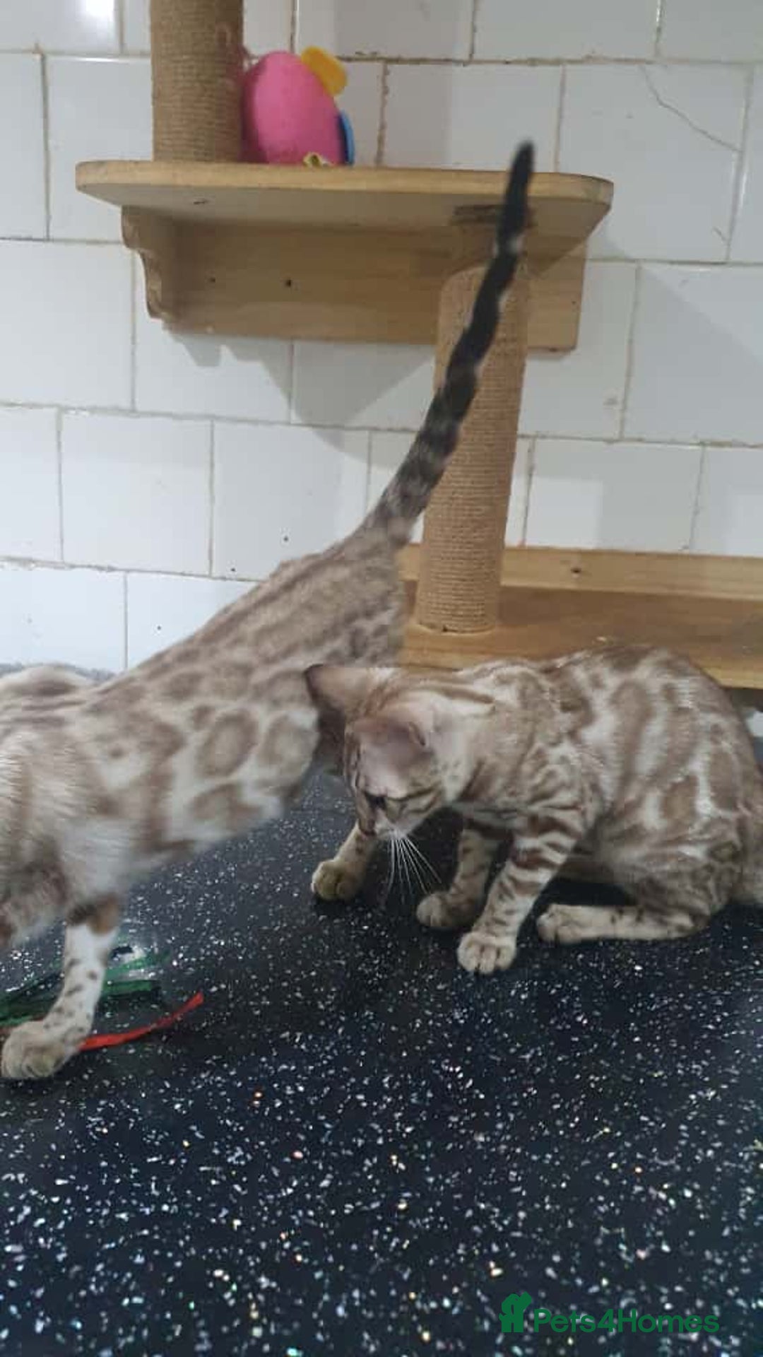 Bengal cats for sale: 🔥✨Pedigree TICA-Registered Bengals - Image 11