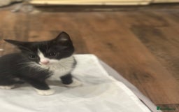British Shorthair cats for sale: Now on her own, the last of the b&w triplets!! - Image 7