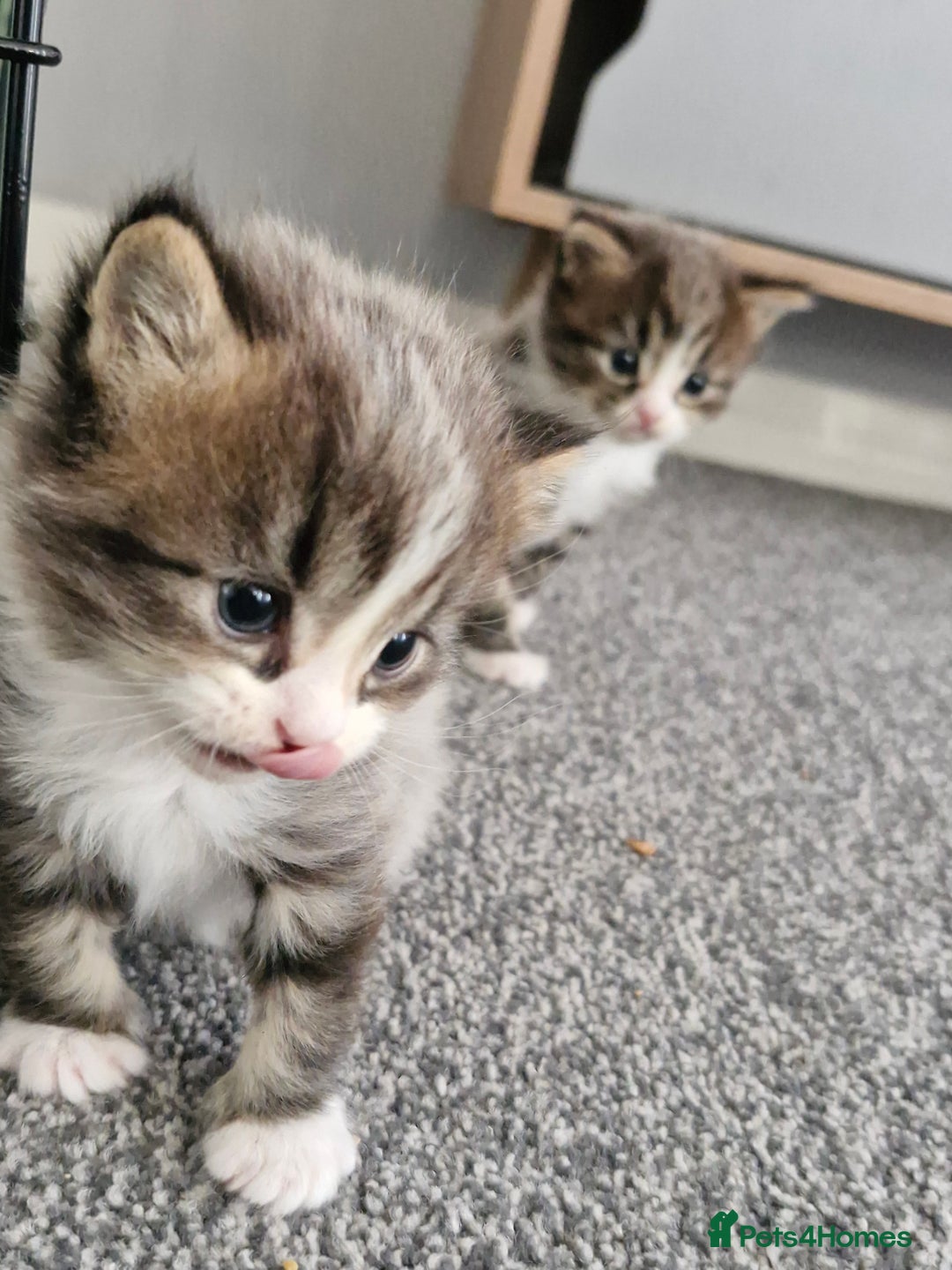 British Longhair cats for sale: 2 beautiful British long haired tabby kitten  - Advert 3