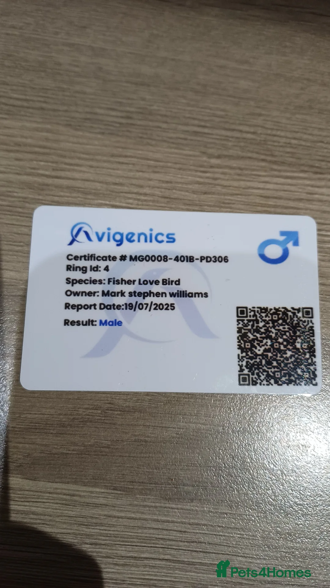 Lovebirds birds for sale: Lovebird and cage - Advert 8