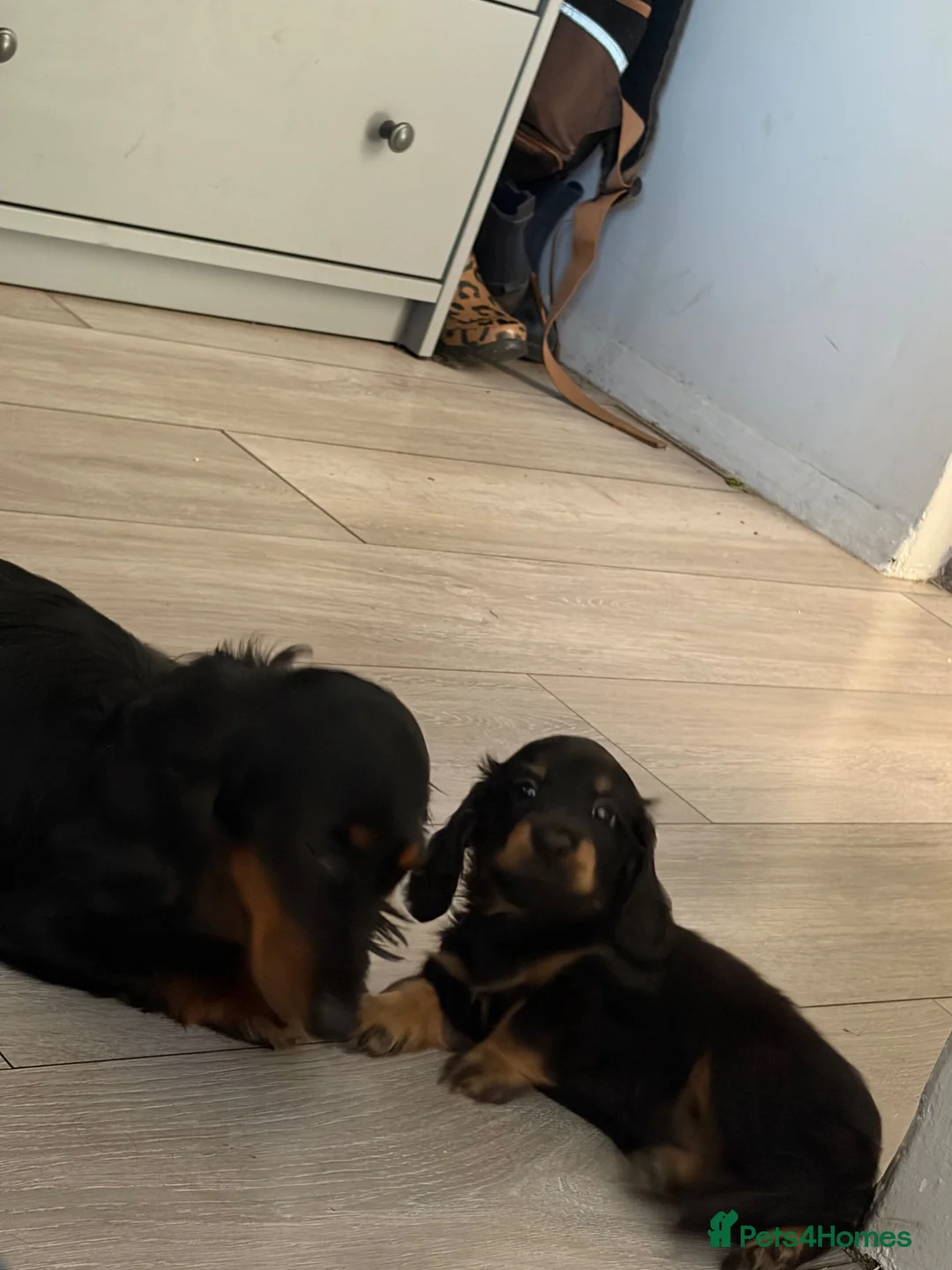Miniature Dachshund dogs for sale: Miniature dachshund - Advert 2