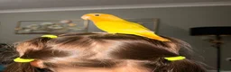 Lovebirds birds for sale: Beautiful Bonded Tame Pair of Lovebirds 1 year old - Advert 21
