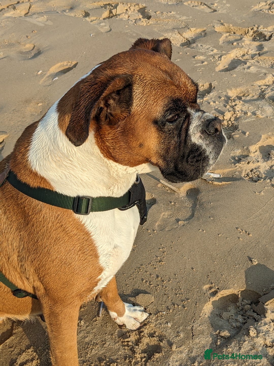 Boxer dogs for sale: Zero heart score mum. Only one puppy left - Image 9
