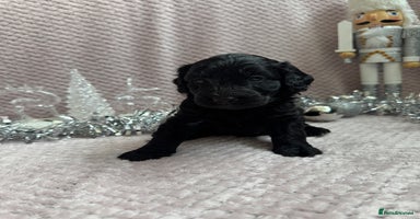 Labradoodle dogs Last 2 Adorable Miniature Labradoodles left - Advert 4