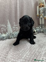 Labradoodle dogs Last 2 Adorable Miniature Labradoodles left - Advert 4
