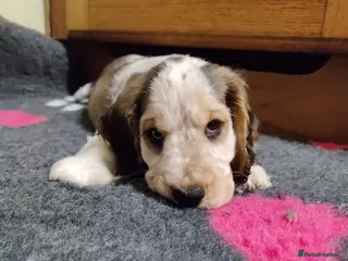 Cocker Spaniel dogs KC Registered Show Type Cocker Spaniels - Advert 1