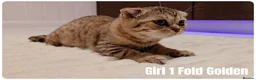 Scottish Fold cats for sale: 🐾 Beautiful Scottish Fold & British Shorthair - Advert 24
