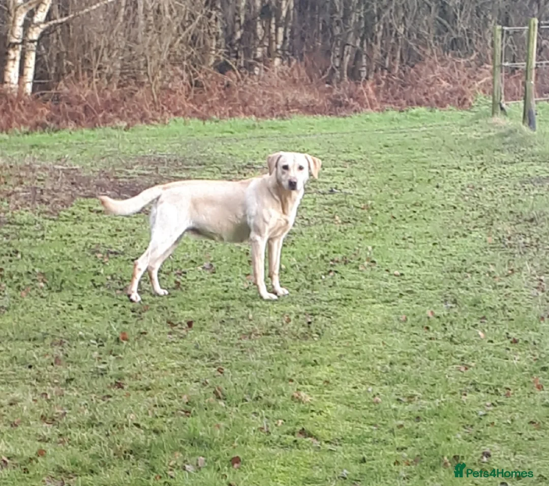 Labrador Retriever dogs for sale: Stunning KC Reg Black pups - Health Tested Parents - Advert 10
