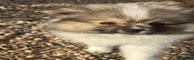 Pomeranian Puppy 1