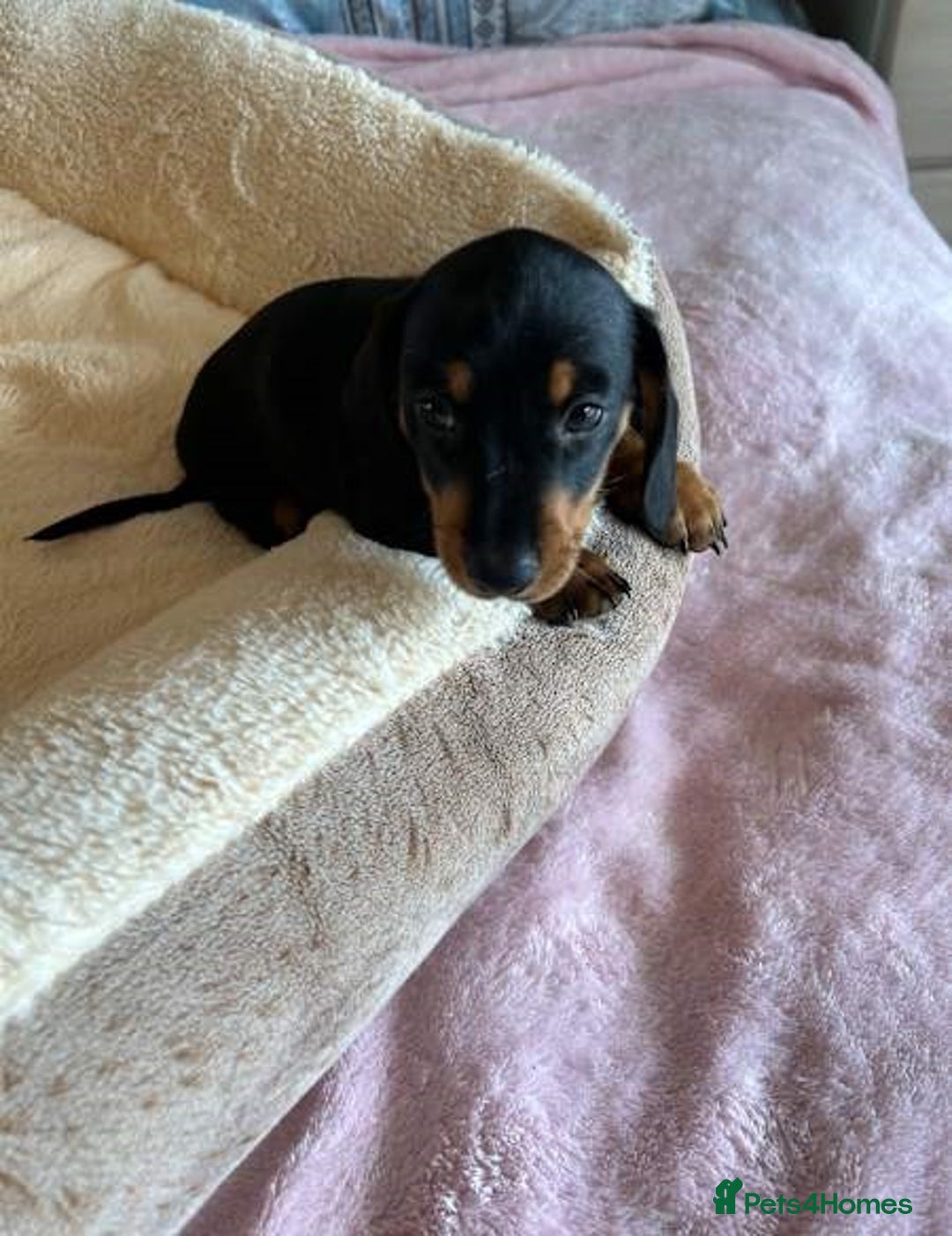 Miniature Dachshund dogs for sale: Gentle Smoothhair mini doxies for sale - Image 5