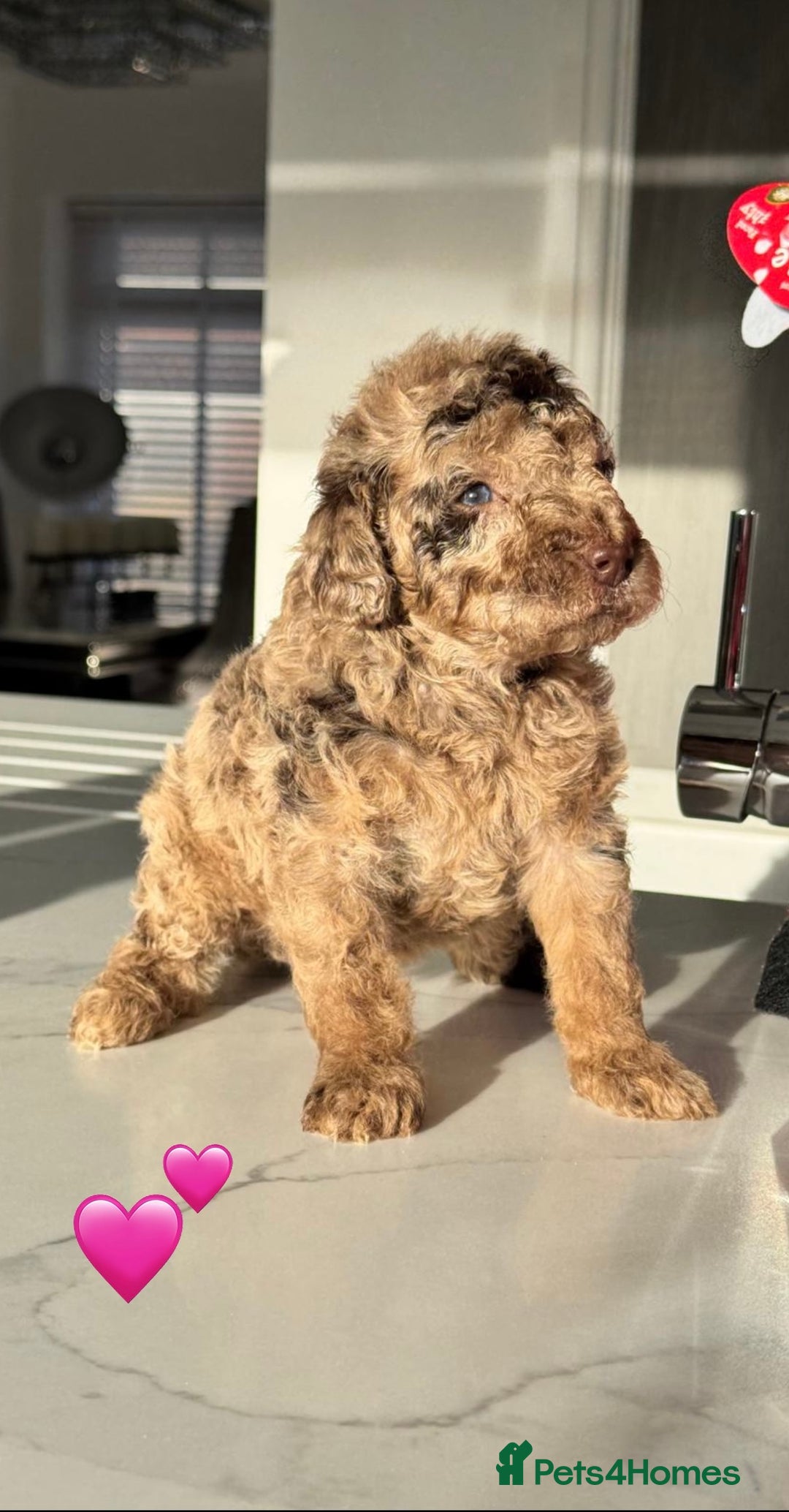 Cockapoo dogs for sale: Gorgeous Chocolate Cockapoo litter  - Advert 9