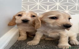 Cocker Spaniel dogs for sale: Beautiful Cocker Spaniel Puppies. - Advert 11