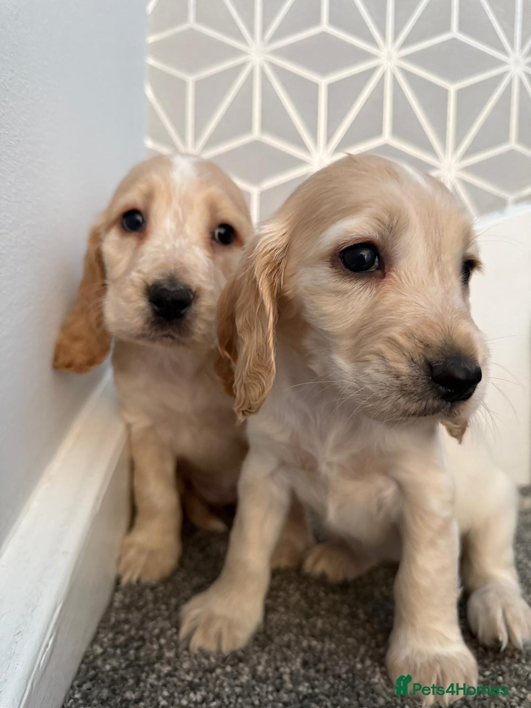 Cocker Spaniel dogs for sale: Beautiful Cocker Spaniel Puppies. - Advert 11