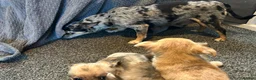 Chihuahua dogs for sale: Cute puppies chihuahua  in Worcester - Advert 2