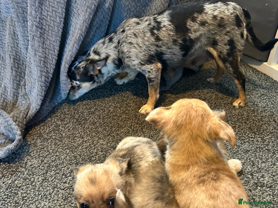 Chihuahua dogs for sale: Cute puppies chihuahua  in Worcester - Advert 2