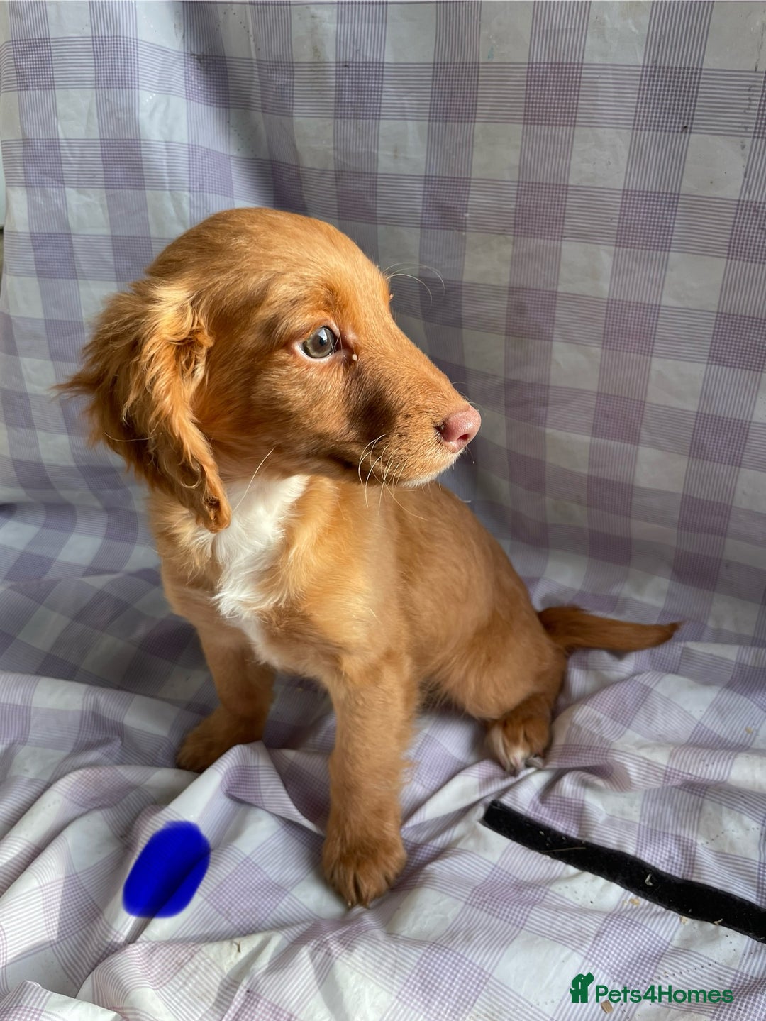 Cockapoo dogs for sale: Cockapoo puppies  - Advert 13