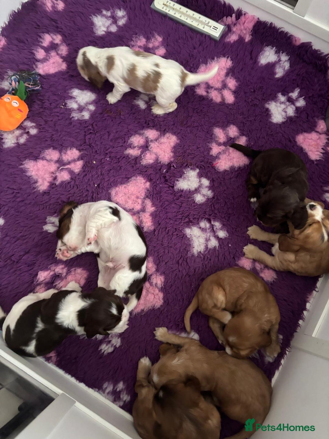 Cocker Spaniel dogs for sale: KC reg Cocker Spaniel Puppies, council licensed  - Image 5