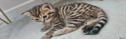 Mixed Breed cats for sale: 2 beautiful kittens - Advert 8