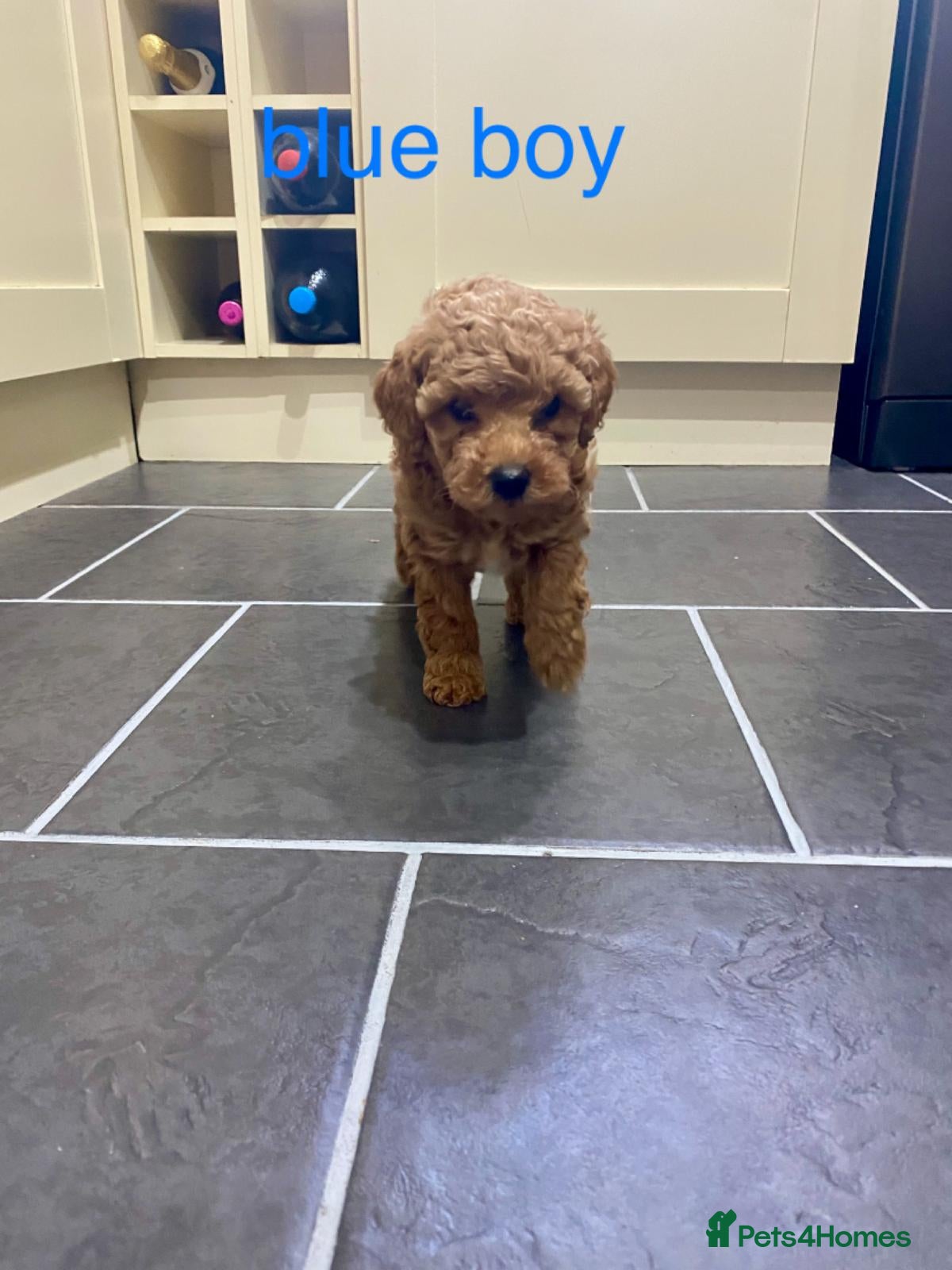 Poochon dogs ♥️🐶🧸  RARE TINY ASIAN TOY POOCHONS FOR SALE ♥️ - Advert 9