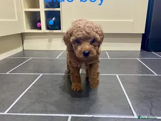 Poochon dogs ♥️🐶🧸 RARE TINY ASIAN TOY POOCHONS FOR SALE ♥️ - Advert 9