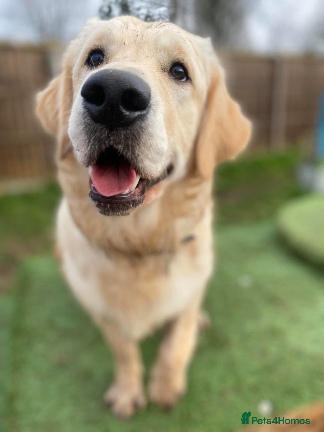 Golden Retriever dogs for stud: Stud for pick of the litter  - Image 2