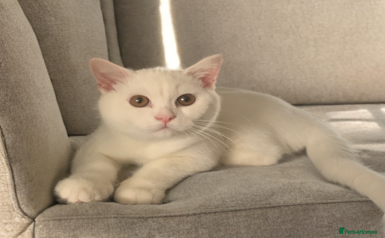 British Shorthair cats - Advert 6
