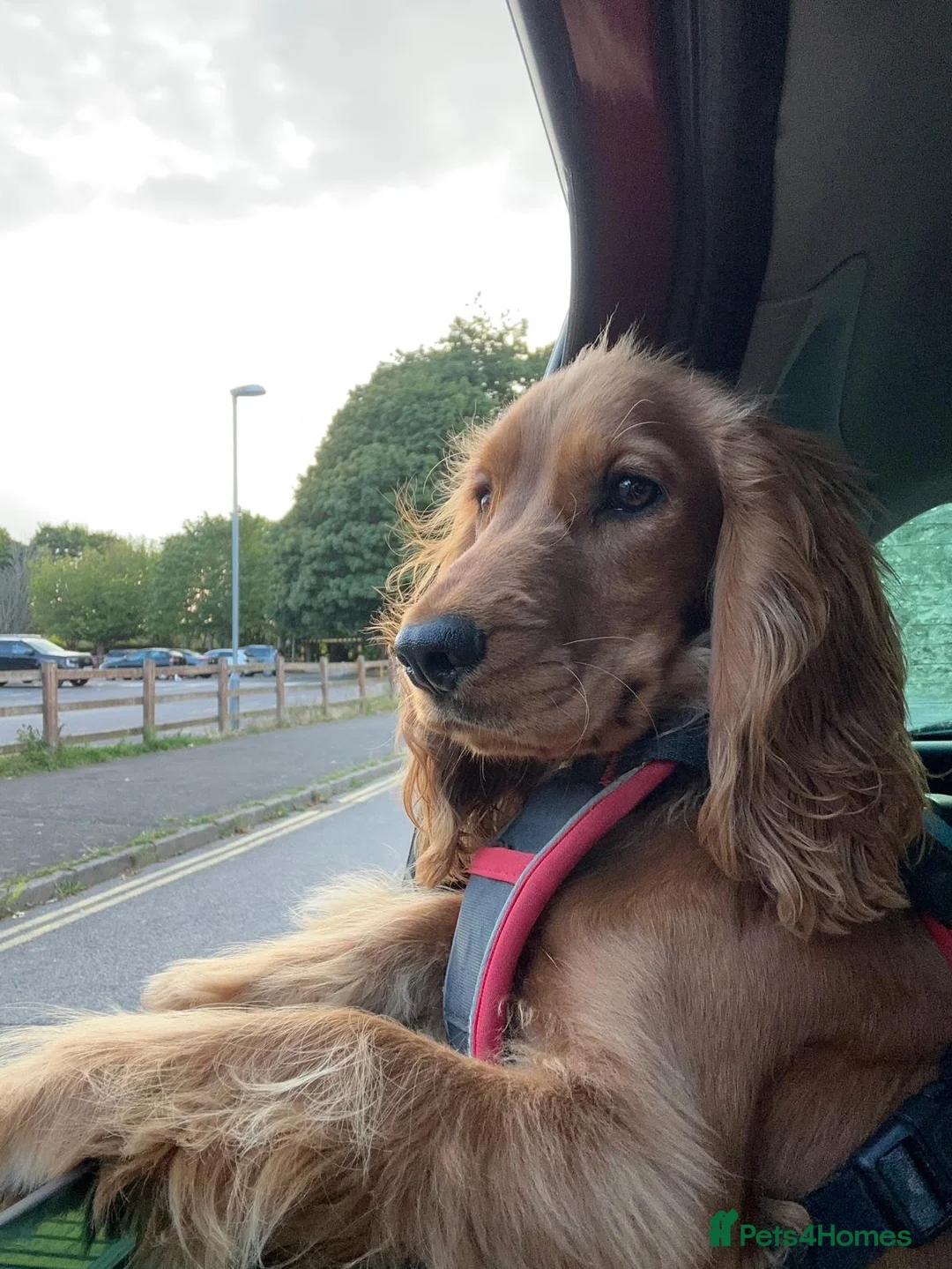 Cocker Spaniel dogs for sale: Adorable golden cocker spaniel - Advert 2
