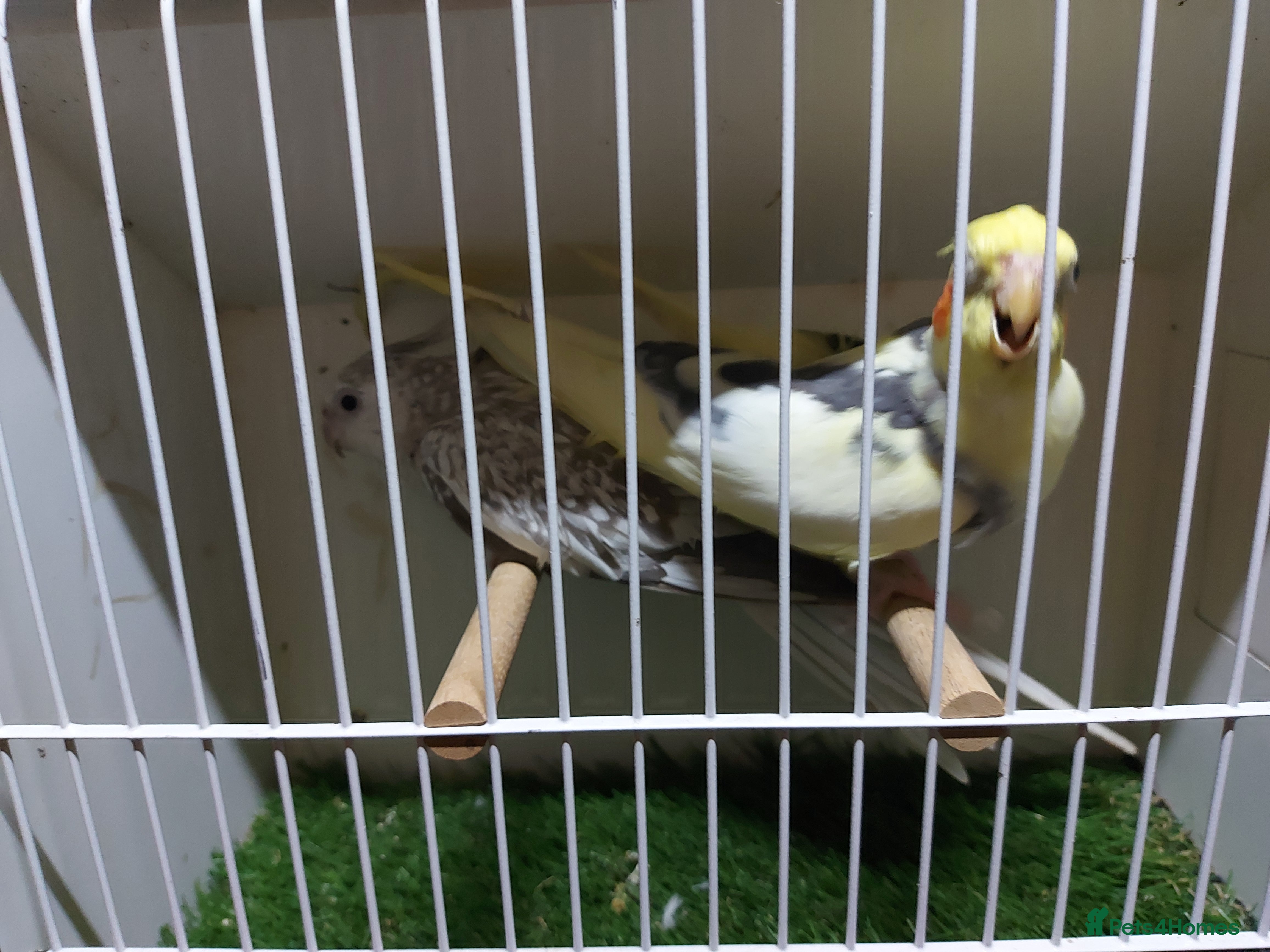 Cockatiels birds 4 cocktails for sale 2 hen's and 2 cock - Advert 1