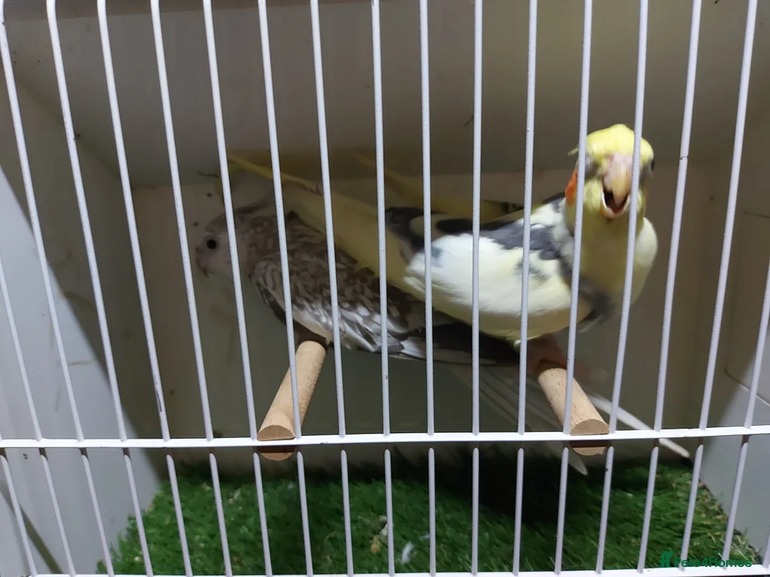 Cockatiels birds for sale: 4 cocktails for sale 2 hen's and 2 cock - Advert 1