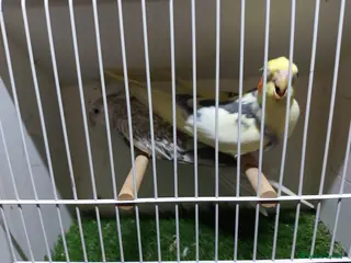 Cockatiels birds 4 cocktails for sale 2 hen's and 2 cock - Advert 1