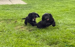 Cocker Spaniel dogs for sale: Working Cocker Spaniel pups in Houghton le Spring - Image 9