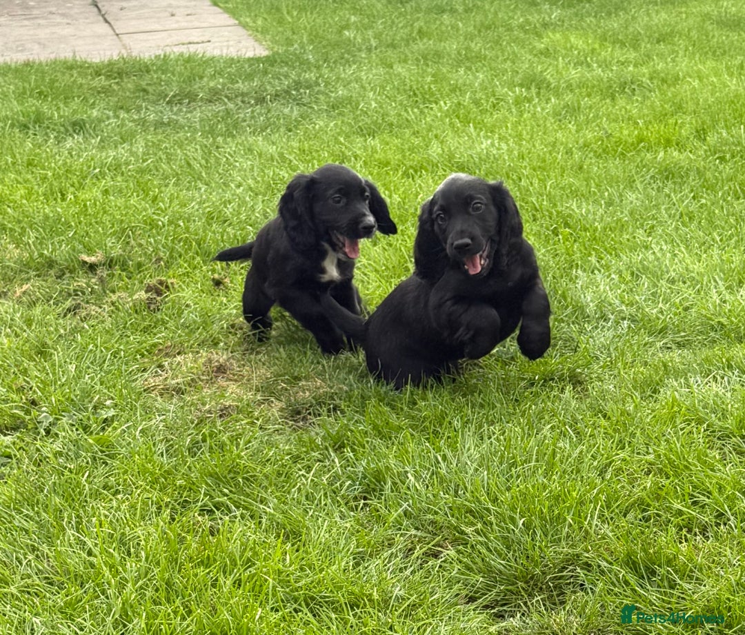 Cocker Spaniel dogs for sale: Working Cocker Spaniel pups in Houghton le Spring - Image 9