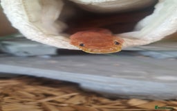 Corn Snake reptiles for sale: 2 corn snakes and vivaruims, complete set up. - Image 2