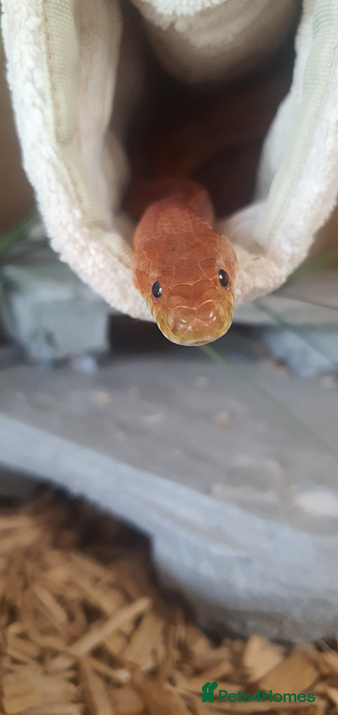 Corn Snake reptiles for sale: 2 corn snakes and vivaruims, complete set up. - Image 2