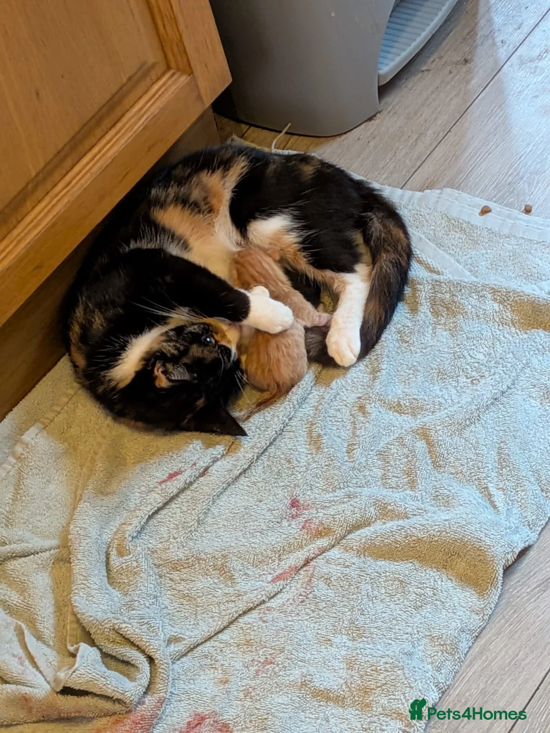 Mixed Breed cats for sale: 2 male kittens  - Advert 9